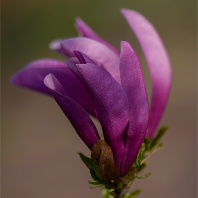 Fleur pour fleurs de Bach